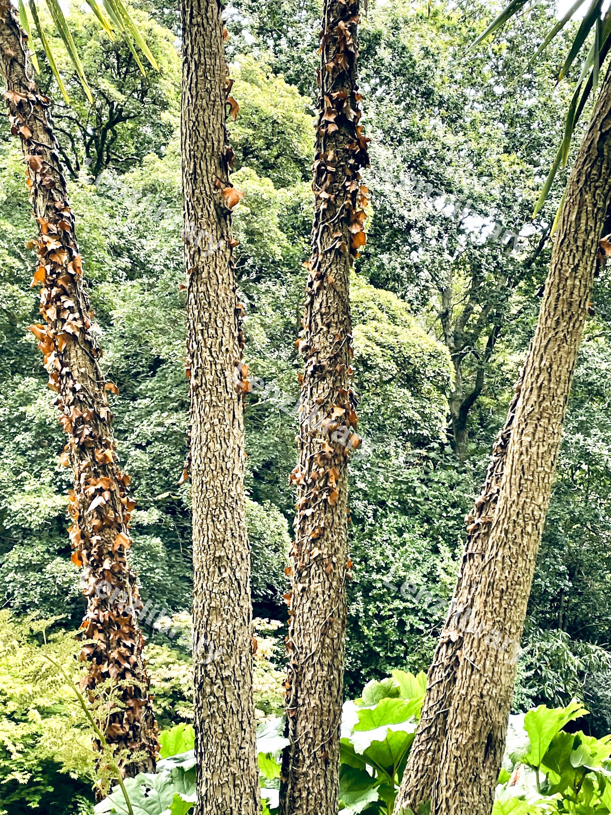 4 Trees